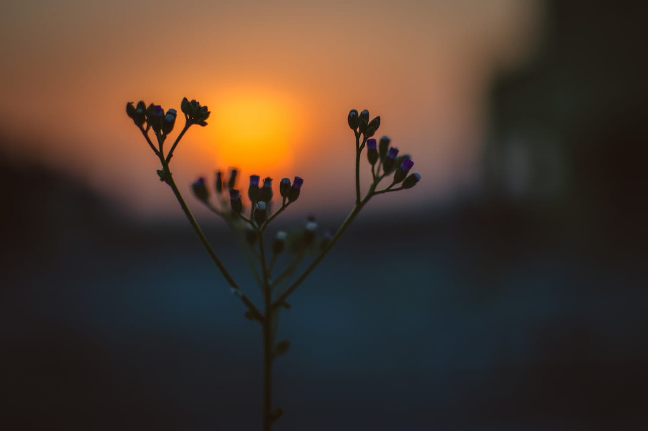 benefícios do Meditação Matinal